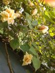 Jardin de mai : premières roses