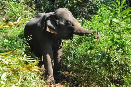 Carte postale : Cambodge en vrac