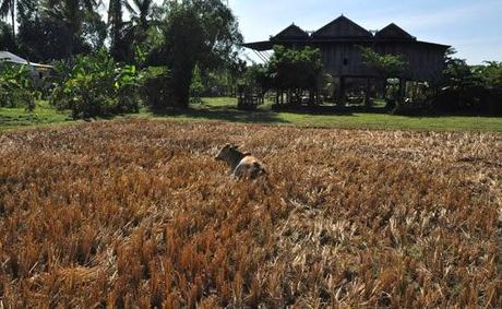 Carte postale : Cambodge en vrac