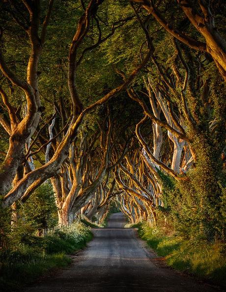 Dark-Hedges