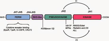 Pseudophosphatases et pseudokinases en physiologie et en pathologie