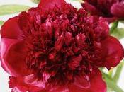 pivoine fleur vedette mois