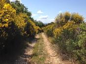 Tiens suis perdu dans genêts...