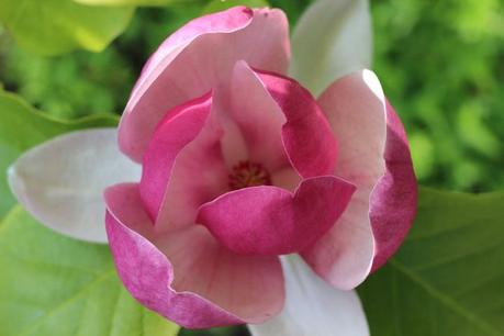 printemps,fleurs,camaïeu de couleurs,iris,roses,glycine,wisteria,fleurs de magnolia,azalées,rhododendrons