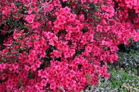 printemps,fleurs,camaïeu de couleurs,iris,roses,glycine,wisteria,fleurs de magnolia,azalées,rhododendrons