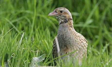 A corncrak in Argyll, Scotland