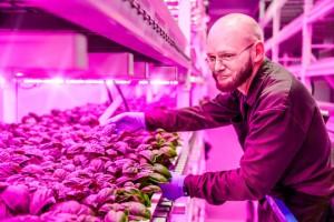 En agriculture verticale on utilise un éclairage LED spécialement calibré pour optimiser les différents stades de croissance, sans augmenter la température. Les légumes sont empilés dans d'immenses tiroirs jusqu'à 8 mètres de hauteur sous plafond.