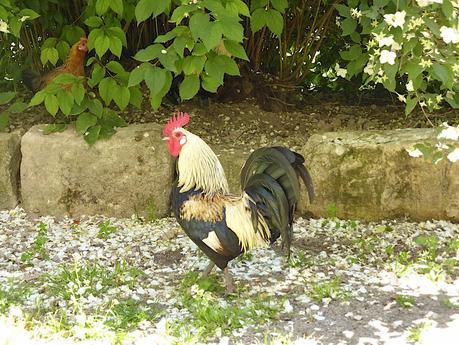 La Provence comme au temps de Pagnol