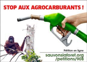 Agrocarburants : l'UE détruit 7000 km2 de forêt tropicale