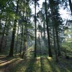 Forêt du Nideck