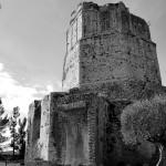 Tour Magne Nîmes et son olivier