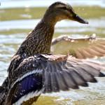 Canard en suspens sur l'eau
