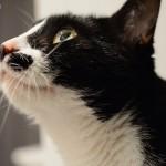 Chat black&white