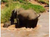 L'entraide chez éléphants