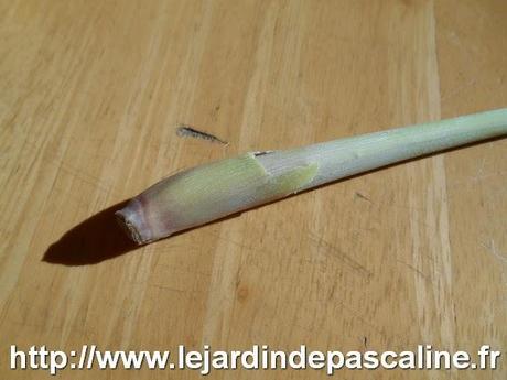 Bouture de citronnelle