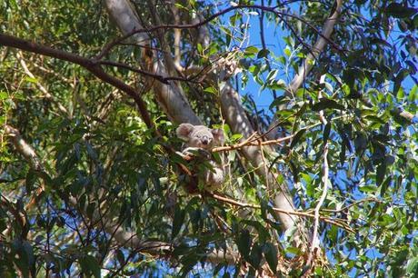 L'Hopital des Koalas, unique au monde !