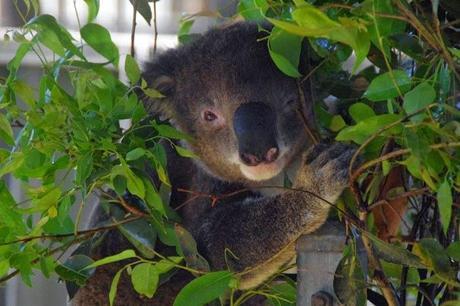 L'Hopital des Koalas, unique au monde !
