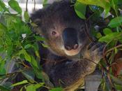 L'Hopital Koalas, unique monde