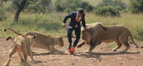 Petite partie de foot avec des lions sauvages