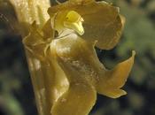 orchidée sans chlorophylle, Néottie nid-d'oiseau