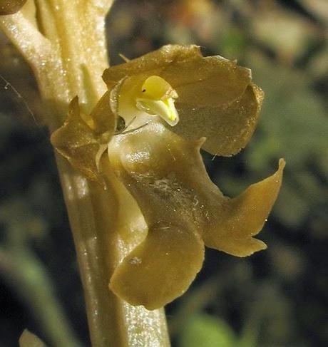 Une orchidée sans chlorophylle, la Néottie nid-d'oiseau