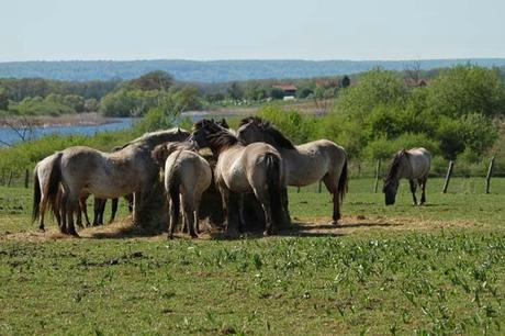 Des chevaux à Lachaussée