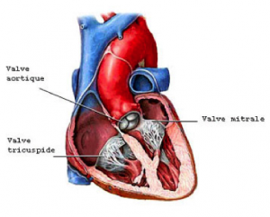 Article e-Délit - Interview,  Innovation dans le remplacement de la valve aortique -Hicham 3
