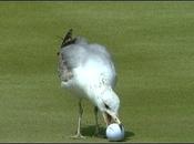 animaux perturbent joueurs golf