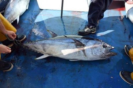 Un thon rouge tout juste pêché est ramené dans le port de Sète (Hérault), le 17 mai 2014