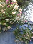 Jardin de mai : premiers hortensias et toujours des roses