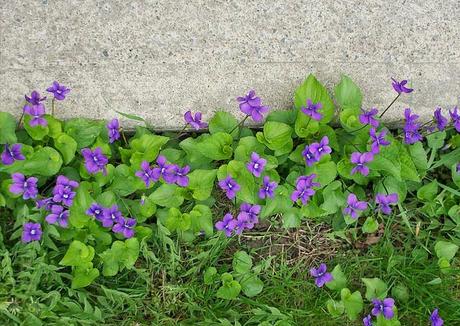 anteketborka.blogspot.com,   first 8