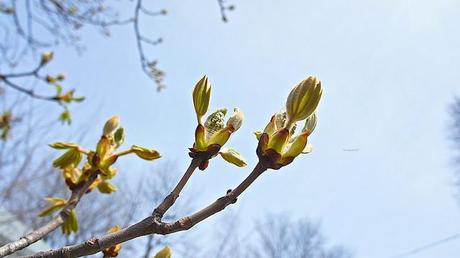 anteketborka.blogspot.com,   first