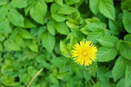 anteketborka.blogspot.com,   first 7