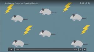 MÉMOIRE: Les nouveaux neurones chassent les vieux souvenirs  – Science