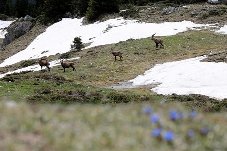 Les sabots de Sous-Dîne