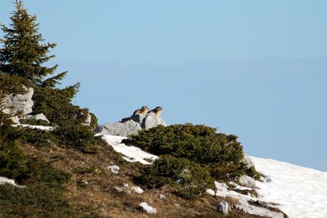Les sabots de Sous-Dîne