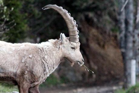 Les sabots de Sous-Dîne
