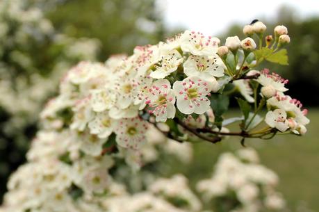 Tour du plateau d'Hostiaz