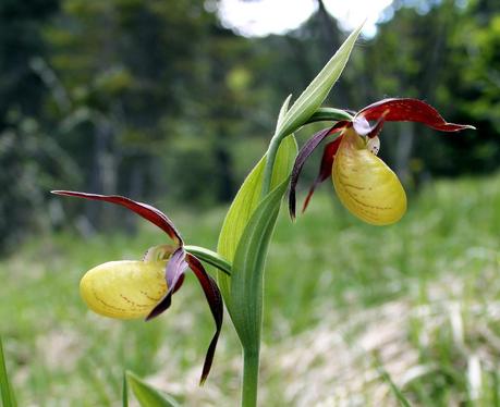 Les sabots du Granier
