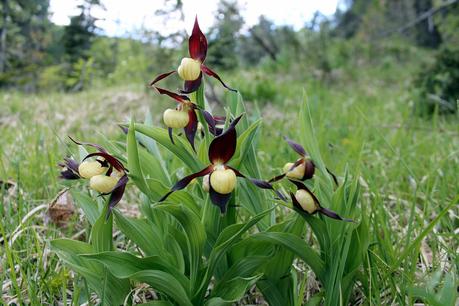 Les sabots du Granier