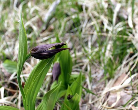 Les sabots du Granier