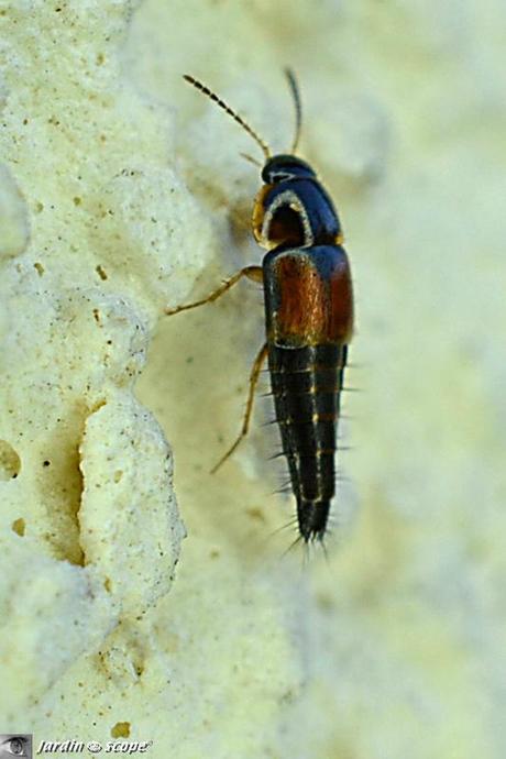 Tachyporus hypnorum • Famille des Staphylinidae
