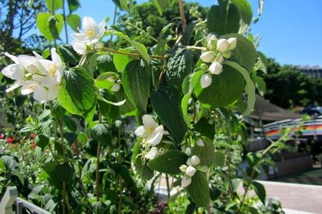 fleurs jardin mandela paris