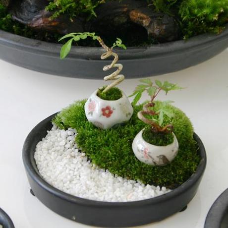 mogwaii-mini-bonsai-plantes-tiny-grass (1)