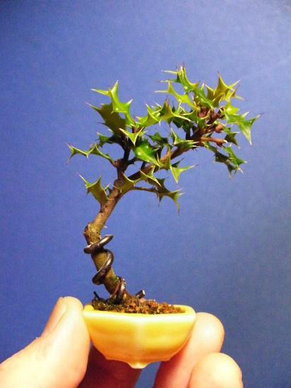 mogwaii-mini-bonsai-plantes-tiny-grass (1)