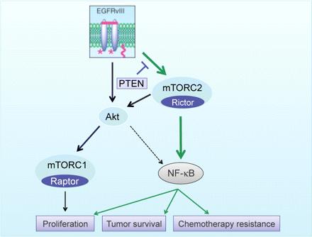 mTORC2 au centre de la reprogrammation métabolique du cancer