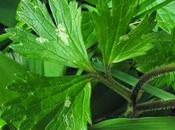 renoncule forestière