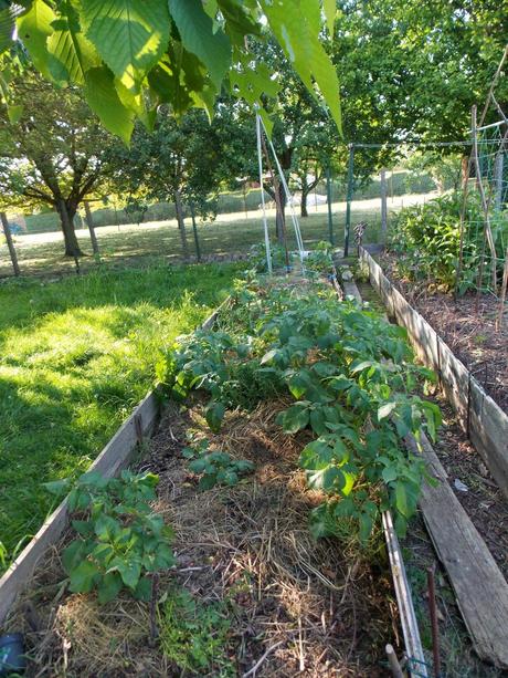 Des pommes de terre un peu trop envahissantes