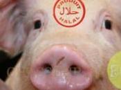 porc halal fait buzz