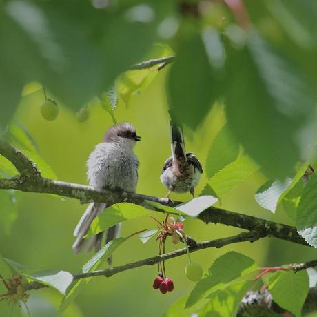mésange à longue queue juvénile